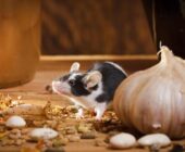 9 formas naturales de deshacerse de los ratones en su hogar