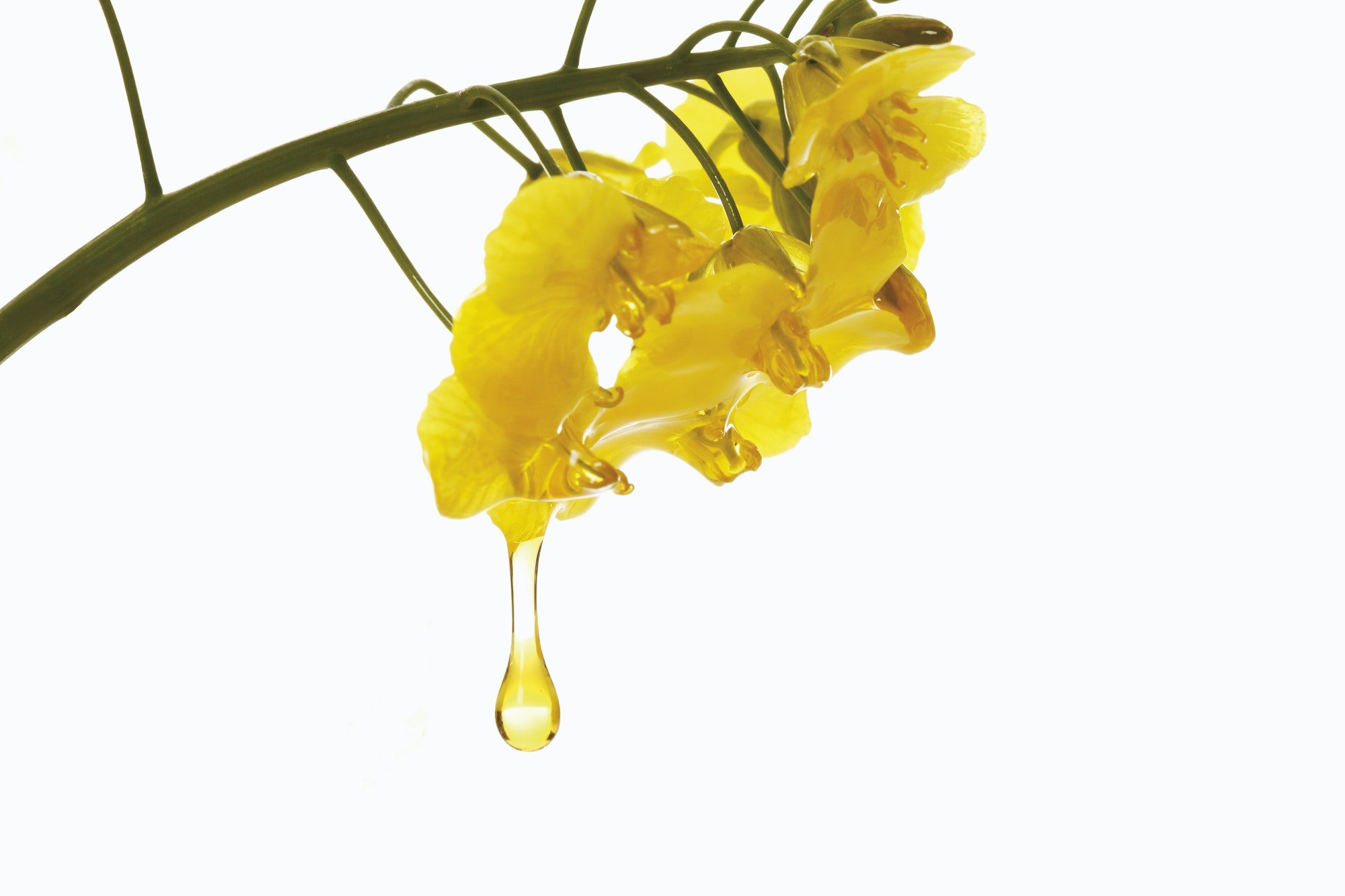 Gota de aceite de colza que cae de la flor de colza